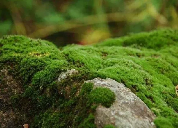 养殖科普|青苔用什么药快速去除（什么药物能够快速杀死水中青苔）