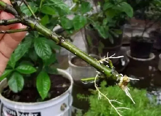 植物播种|栀子花什么时候播种