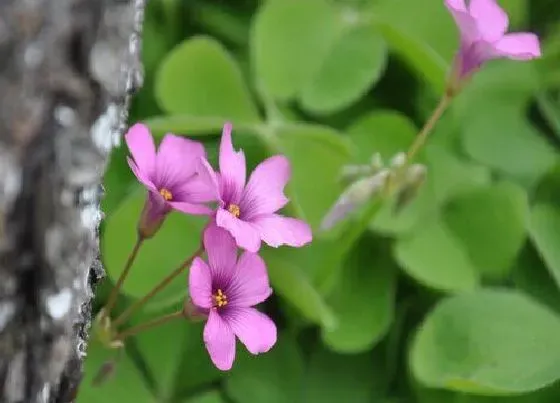 花语|什么花代表希望