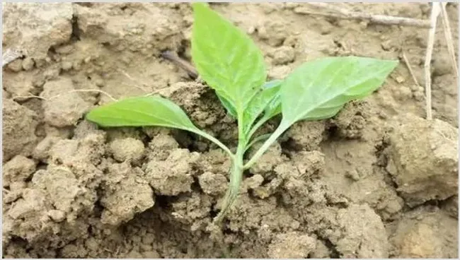 蔬菜死苗的预防措施 | 植物病害