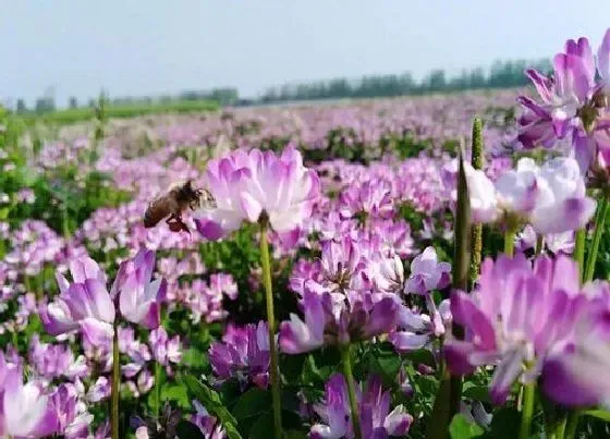 植物施肥|有机肥料是指什么肥料，有机肥给植物生长提供什么）