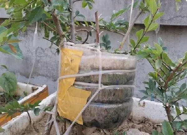 植物扦插|苹果树几月份扦插最好