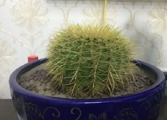 植物施肥|仙人球最好用什么肥料施肥，仙人球施什么肥长的快）