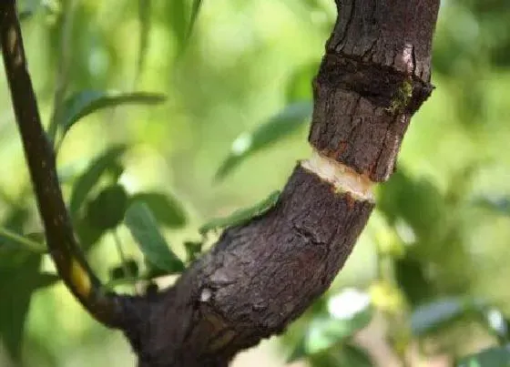 种植方法|枣树环剥最佳时间和技术方法