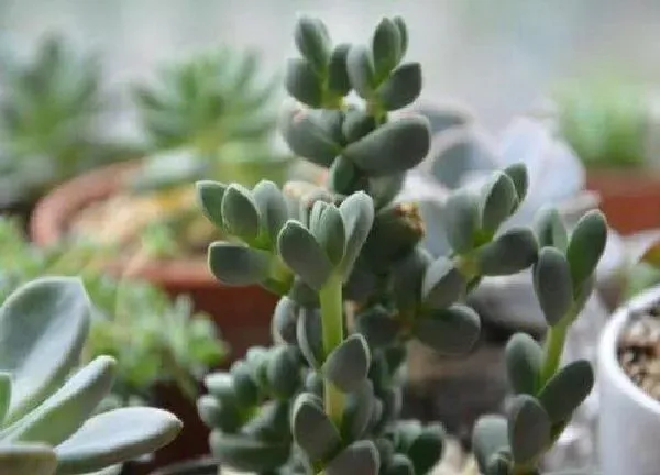 植物扦插|鹿角可以叶插吗