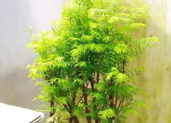 植物浇水|水杉盆景怎么浇水方法