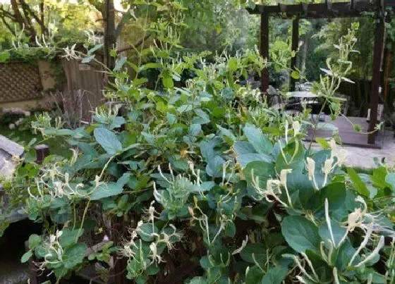 植物百科|金银花生长在什么地方