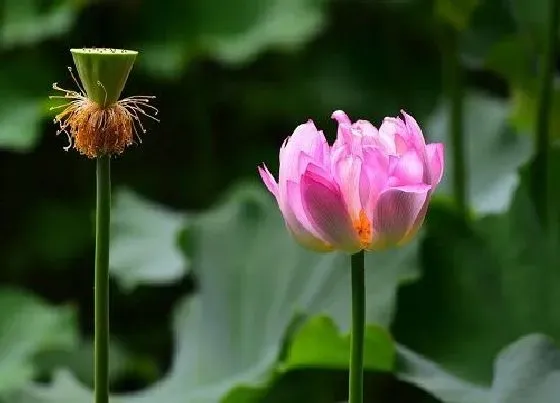 植物种类|莲花是被子植物吗