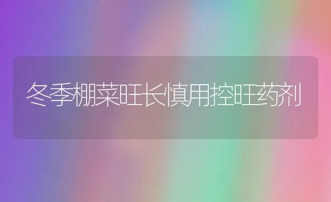 冬季棚菜旺长慎用控旺药剂 | 蔬菜种植