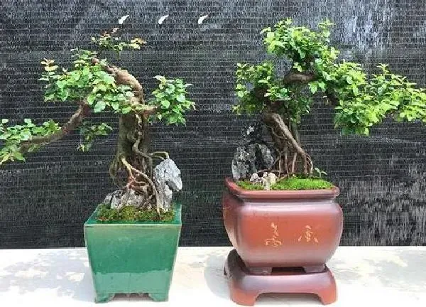 植物发芽|对节白蜡不发芽怎么办