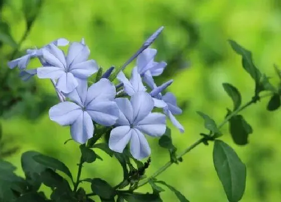 习性特点|蓝雪花的样子和特点描写