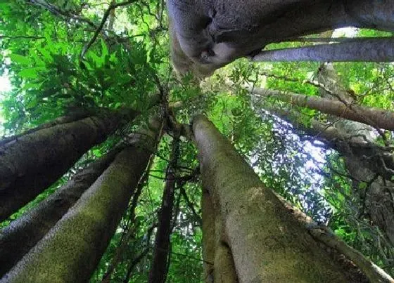 植物百科|望天树是什么植物