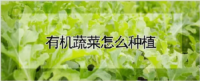 有机蔬菜怎么种植 | 养殖技术