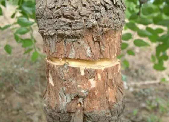 种植方法|枣树环剥最佳时间和技术方法