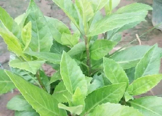 果实成熟|三七几月份收获
