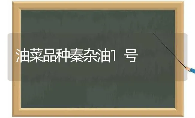 油菜品种秦杂油1号 | 粮油作物种植