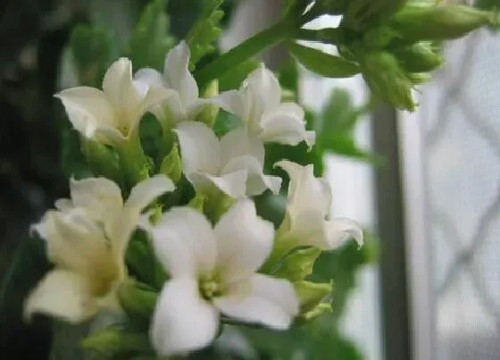 植物排行|景天科植物有哪些