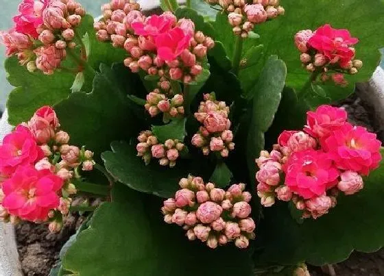植物寓意|寓意健康长寿的植物