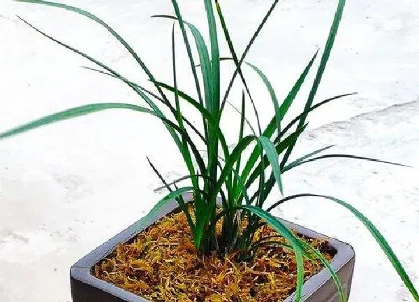 植物浇水|兰花多长时间浇一次水