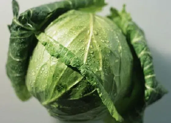 种植管理|圆白菜几月份种植合适