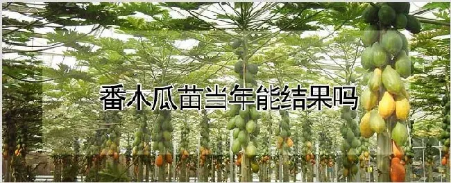 番木瓜苗当年能结果吗 | 耕种资料