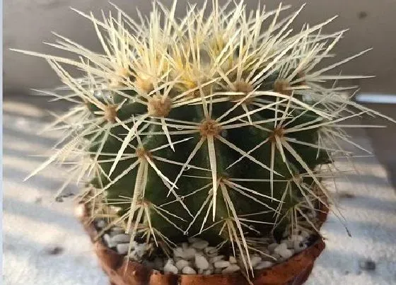 植物施肥|仙人球最好用什么肥料施肥，仙人球施什么肥长的快）