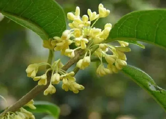 习性特点|桂花花苞长什么样子图片 桂花开花前的花蕾花朵样子