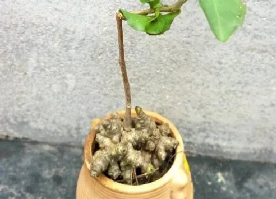 果实成熟|三七几月份收获