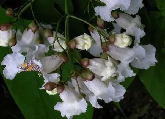 花卉百科|梧桐树在什么季节开放 梧桐树几月开花结果