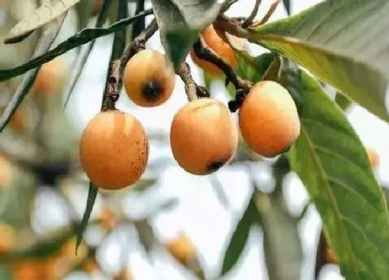 植物排行|枇杷哪个品种好