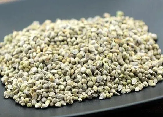植物播种|菠菜种子怎么种植方法 播种时间与方法