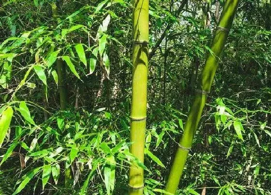 植物百科|竹子开花吗 开花什么样子