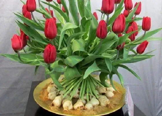 种球|荷兰百合种球保存方法与种植时间