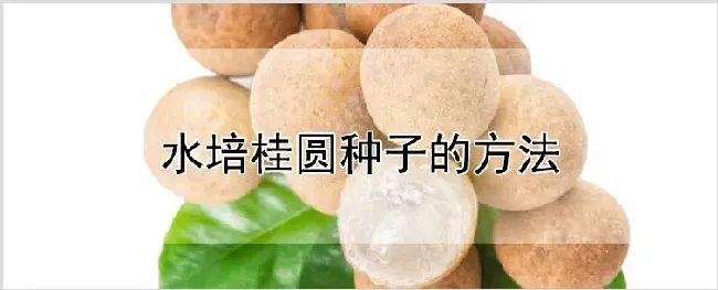 水培桂圆种子的方法 | 农业技术