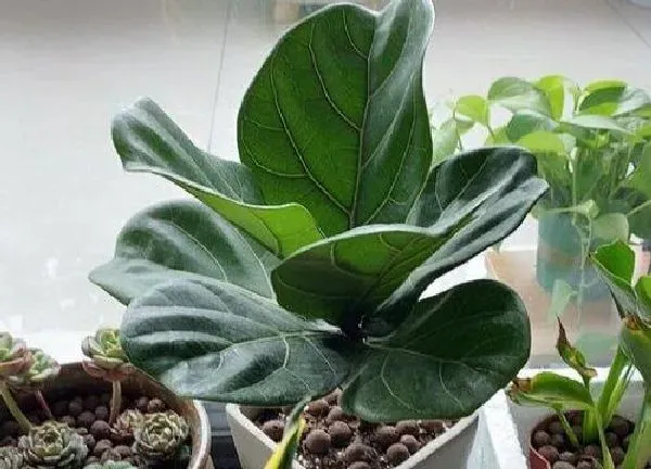 植物浇水|琴叶榕夏天多久浇一次水
