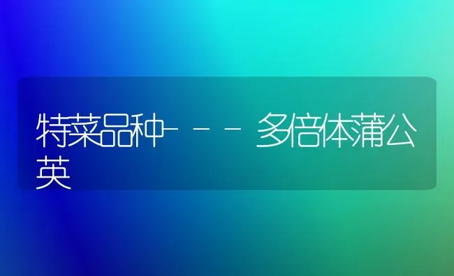 特菜品种---多倍体蒲公英 | 蔬菜种植