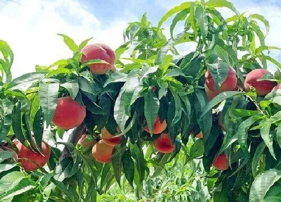 植物修剪|桃树几月份剪枝最好 几月份剪树枝最合适