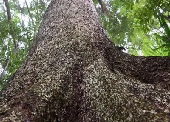 植物百科|金丝楠木10年能长多大