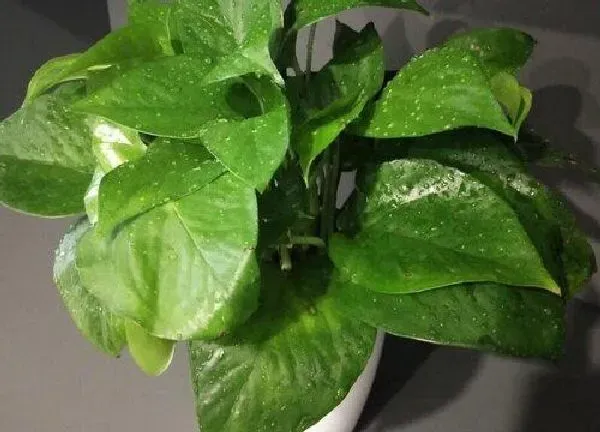 植物浇水|绿萝要多久浇一次水