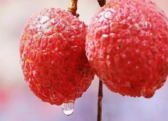 果实成熟|珠海荔枝什么时候成熟上市
