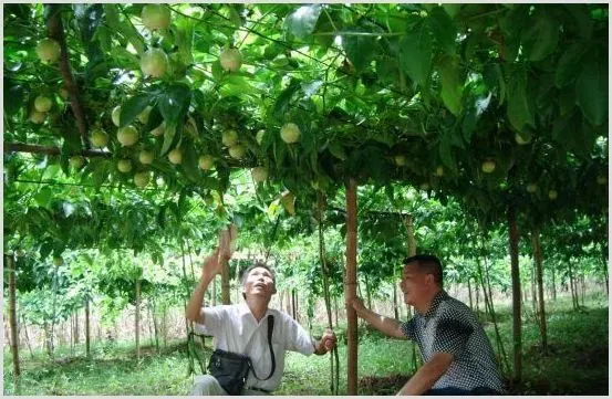 百香果种植技术 百香果种植的技术要点是什么 | 种植技术