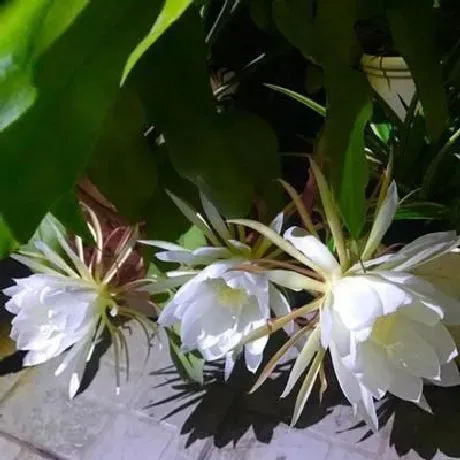 开花时间|昙花什么季节开花 开花多长时间