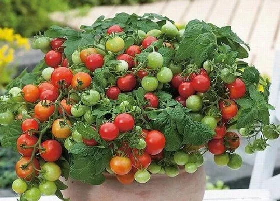 种植管理|番茄摘心打顶时间与方法