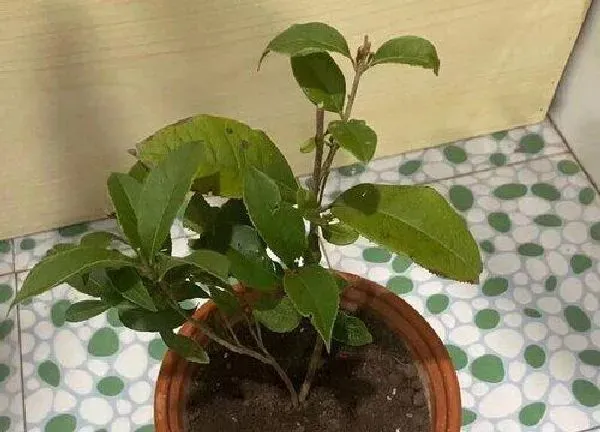 植物换土|桂花树换土时间和方法
