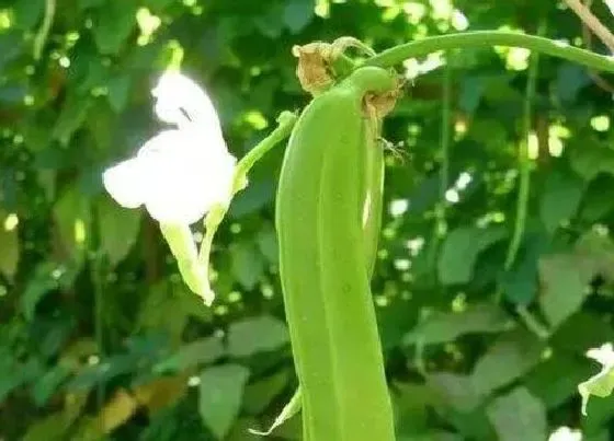 植物播种|刀豆怎么留种子