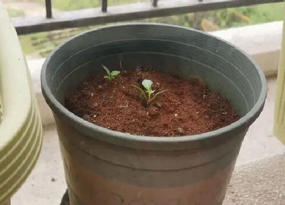 植物播种|朝天椒种子什么时候播种最好