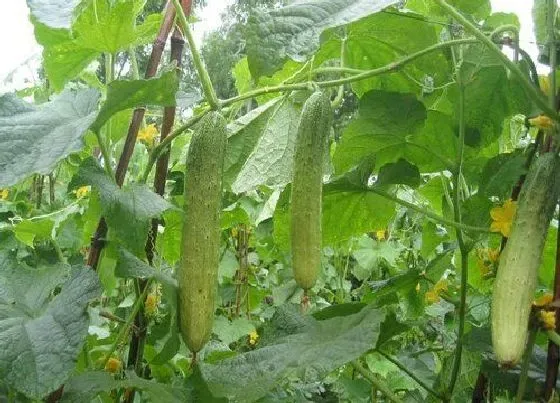阳台摆放|阳台种植黄瓜的时间和方法