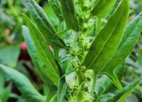 种植管理|莴苣几月份种植合适