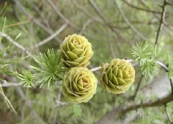 植物百科|落叶松一年能长多高 寿命多少年