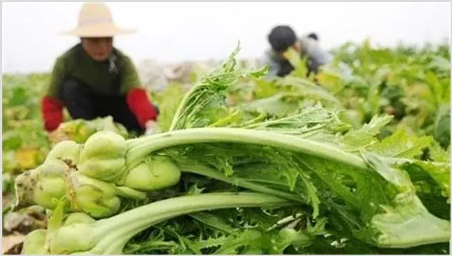 榨菜空心是什么原因 | 种植技术
